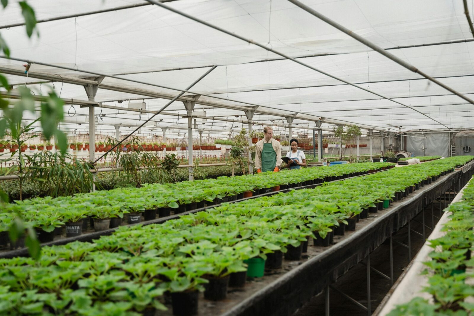 Two gardeners tending plants in a greenhouse, showcasing horticulture work indoors.